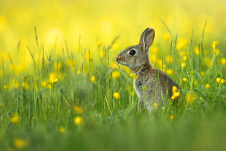 Rabbit in grass, Image by Jon Hawkins - Surrey Hills Photography