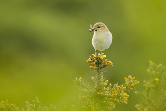 Willow Warbler, Image by Ben Hall/2020VISION