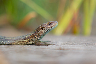 Common Lizard, Image by Jon Hawkins - Surrey Hills Photography