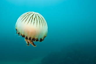 Compass Jellyfish by Alexander Mustard