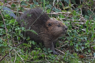 Juvenile beaver at The Cornwall Beaver Project, Image by Adrian Langdon