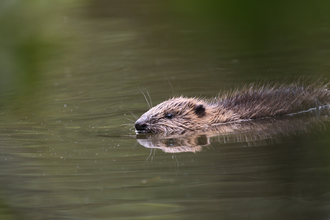 Beaver kit swimming at The Cornwall Beaver Project, Image by Adrian Langdon