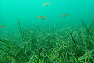 Pollack in seagrass nursey, Image by Cornwall Wildlife Trust's Matt Slater