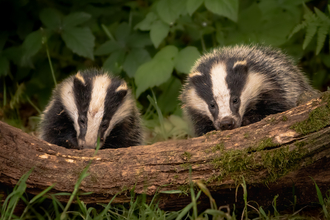 Two badgers. Image by Paul Browning Photography