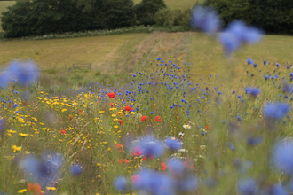 Bonhurst Farm, Surrey (James Adler)