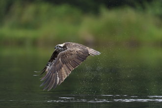 Osprey flying. Image by Andrew Mason