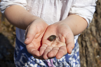Person holding a St Piran's Crab at Gyllyngvase Beach, Falmouth on one of Cornwall Wildlife Trust's events, Image by Maya Arkane/Mayn Creative