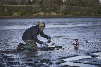 Cornwall Wildlife Trust's Seagrass Project Officer Sophie Pipe placing hessian bags into mudflats at the Trust's Fal-Ruan nature reserve, Image by Seasalt Cornwall