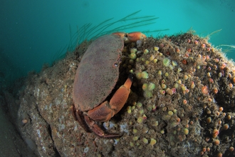 Brown crab and jewel anemones underwater, Image by Cornwall Wildlife Trust's Marine Conservation Officer Matt Slater