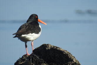 Oyster catcher Looe Island