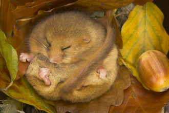 Wild about Cornwall - Hibernating dormouse