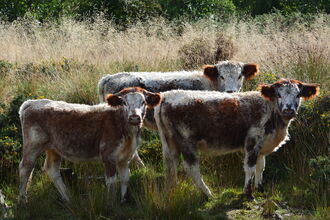 Longhorn Cattle