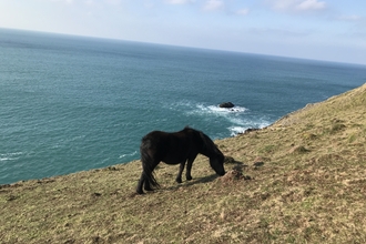 Wild ponies at Penhale Dunes