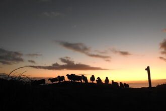 Sunset Shetland Sheep, Looe Island
