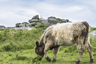 Belted Galloway Cattle with Helman Tor in the background. Image Ben Watkins