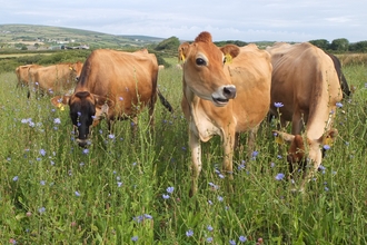 Herbal Ley field in Cornwall, Image by Cornwall Wildlife Trust Upstream Thinking project farm advisor Jan Dinsdale