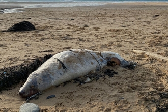Dead Whitecoat Seal, Watergate Bay
