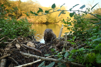 Beaver kit wide angle