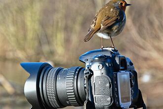 Bird on camera