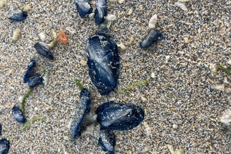 By-the-wind-sailors washed up on Porthtowan