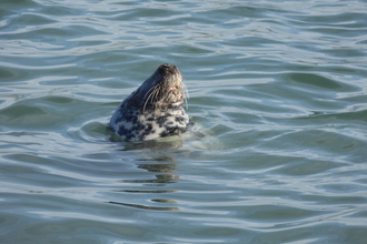 Sleeping seal. Image by Claire Lewis 