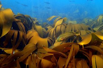 Wrasse amongst a kelp bed