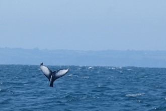 Humpback whale tail, Falmouth Bay