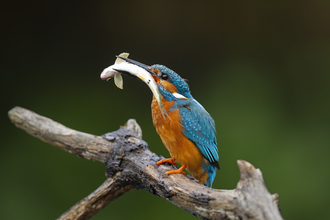 Kingfisher with fish. Image by Adrian Langdon