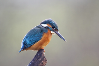 Kingfisher, Adrian Langdon