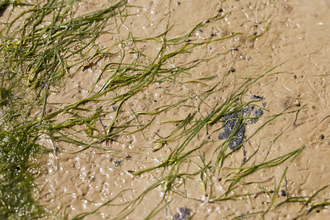 New growth of seagrass fronds in restoration area