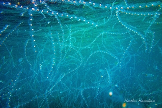 Salps off Porthcurno