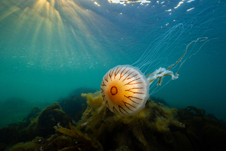 Compass jellyfish 