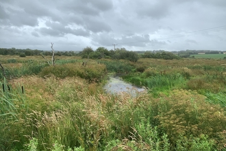 Middle Amble Marsh