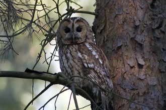A tawny owl in the branch of a tree