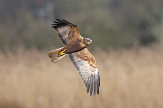 Marsh harrier in flight