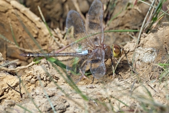 Vagrant Emperor (Anax ephippiger)