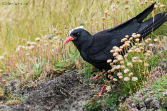 Cornish chough 