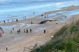 Fin whale stranding on Fistral beach