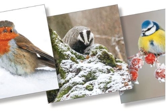 Cornwall Wildlife Trust Christmas cards