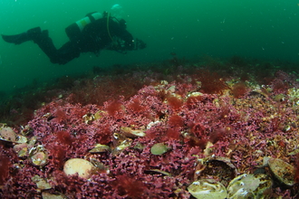 Diver over maerl bed Pendennis. Image by Matt Slater