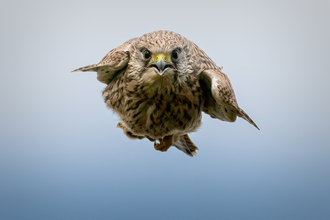 Kestrel in stoop mode, taken at Keneggy Cove, Cornwall