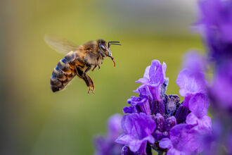 Honey bee in flight about to land on lavendar