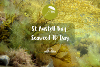 St Austell Seaweed Day