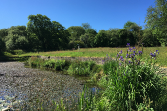 A sunny photograph of Higher Trenedden garden, showing a wildlife pond and reeds in the foreground and trees in the background.