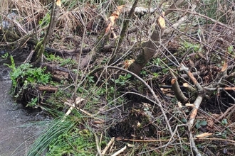 Willow trees coppiced by beavers 