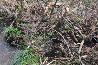 Willow trees coppiced by beavers