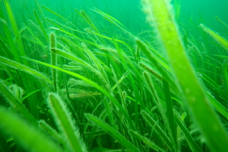 A close-up of a seagrass meadow undersea