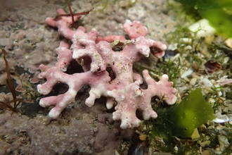 A close-up of pink maerl on rock, with small bits of green seaweed close by. 