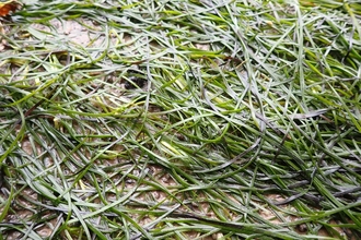 Seagrass