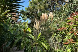 An assortment of plants - including coniferous trees and palm trees - take up the entirety of this photo.
